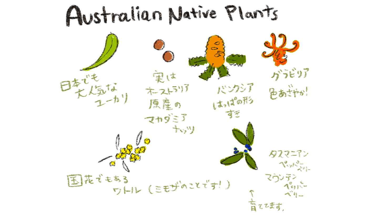 オーストラリアの植物 Australian Native Plants Blazevy ブレイズヴィ アーティストが生み出す創造価値を国内外に発信するwebメディア