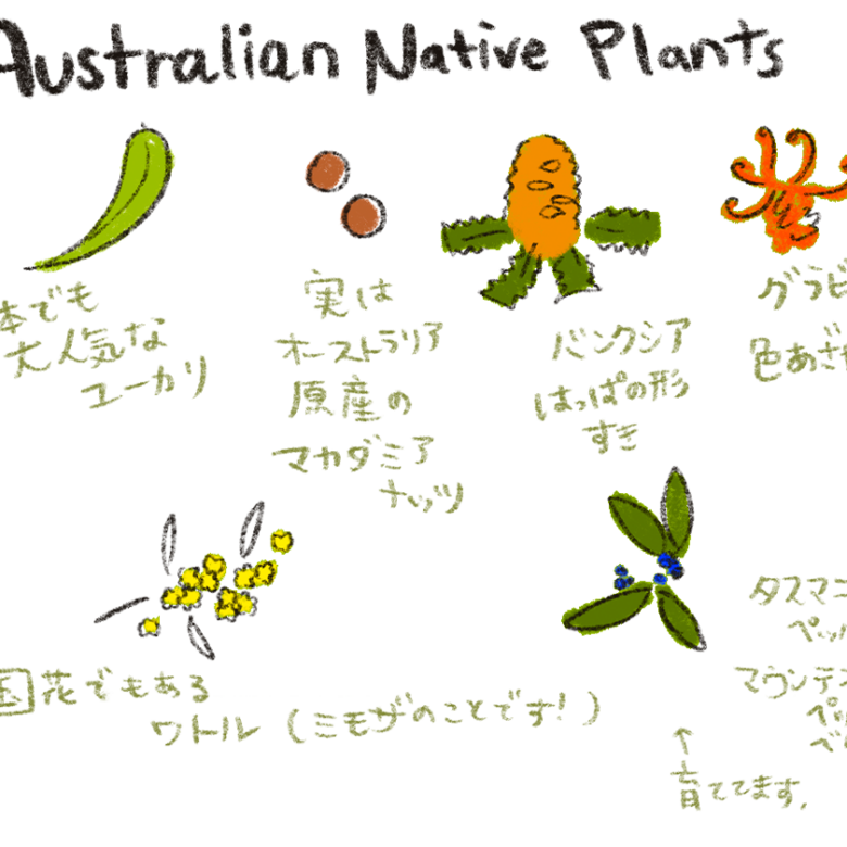 オーストラリアの植物（Australian Native Plants）