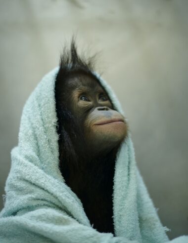 ＜News＞自然と人の関係を問い直す。ネイチャーフォトグラファー柏倉陽介による写真展「Endless 」がゴールドウイン東京本社で開催