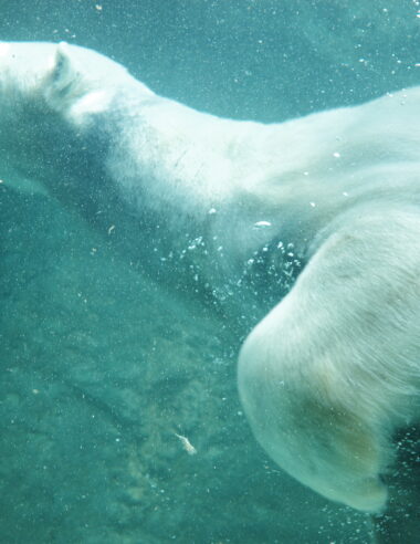 今日のパスワード #2 「鉄格子をすり抜ける愛」