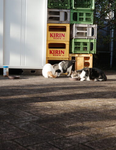 今日のパスワード #4 「三日坊主って悪いこと？」