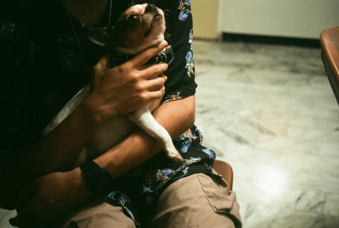 犬と避難所で過ごすために知っておきたいこと