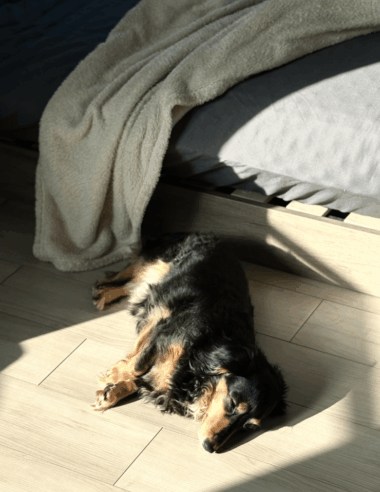 地震のとき、犬と逃げるために本当に必要なもの。犬を飼っているすべての人とワンちゃんのために