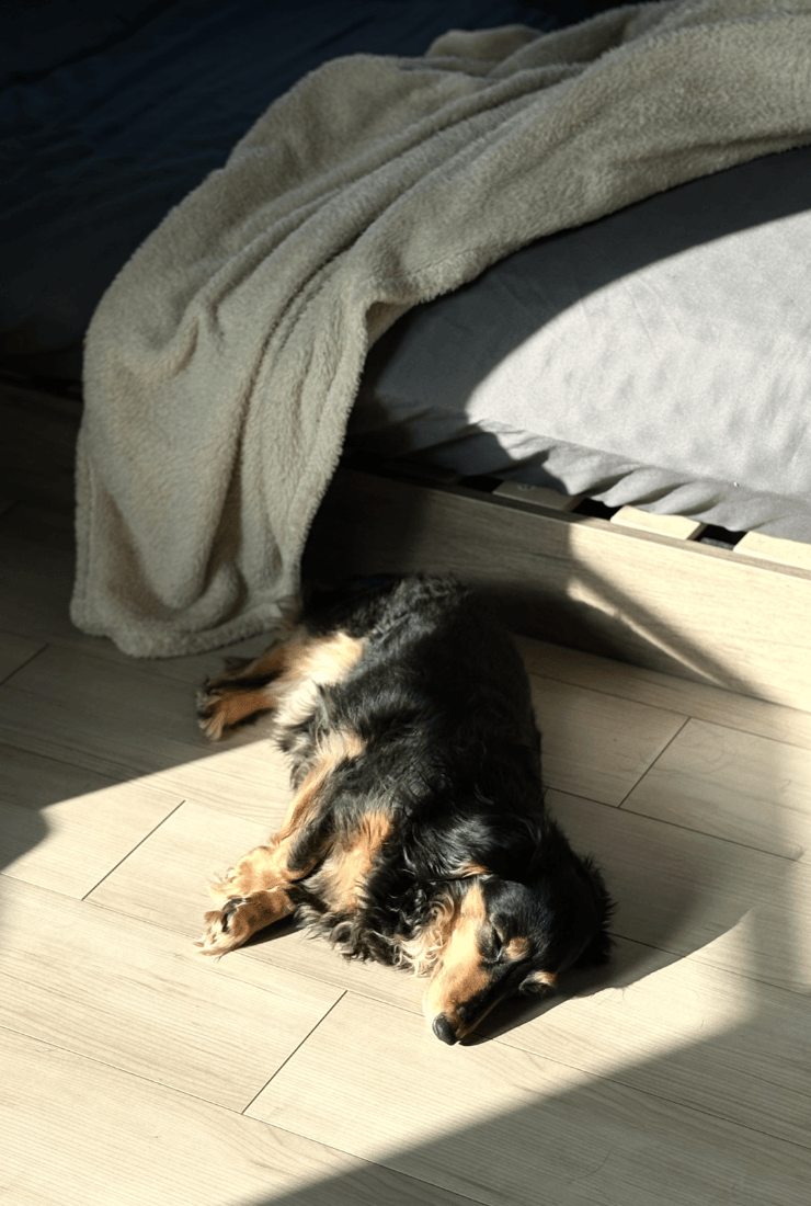 地震のとき、犬と逃げるために本当に必要なもの。犬を飼っているすべての人とワンちゃんのために