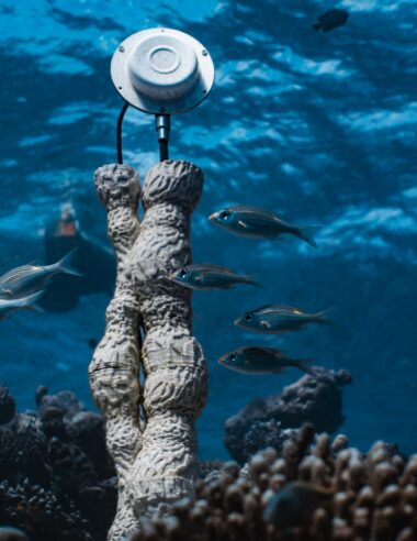 【DIG SHIBUYA 2026】海の声で生命を呼び戻す。マルコ・バロッティが描く、音とサンゴの再生物語「CORAL SONIC RESILIENCE」。