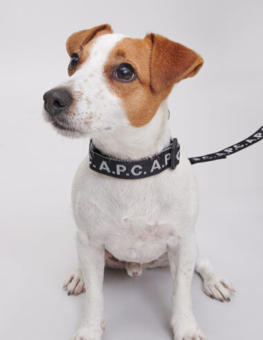 ＜Newa＞アーペーセーから犬用アクセサリーライン「A.P.C. TOUTOU」 が登場です